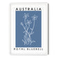 Australia Poster - Royal Bluebell