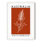 Australia Poster - Bottlebrush